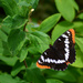Lorquin's Admiral Butterfly by stephomy