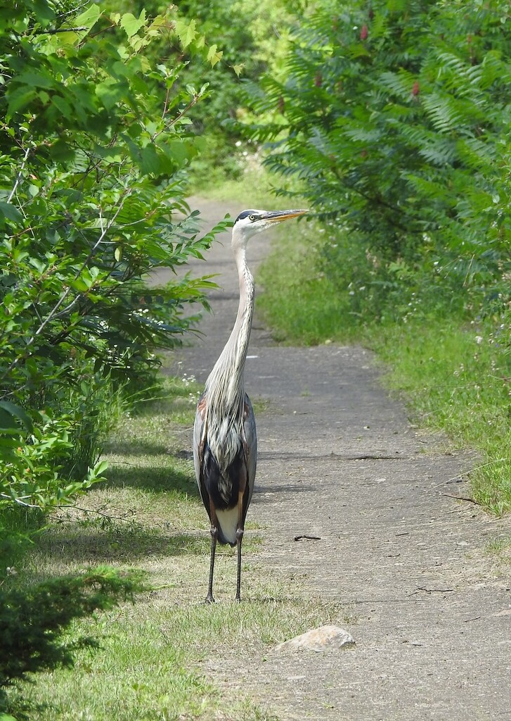 Great Blue Heron by sunnygreenwood