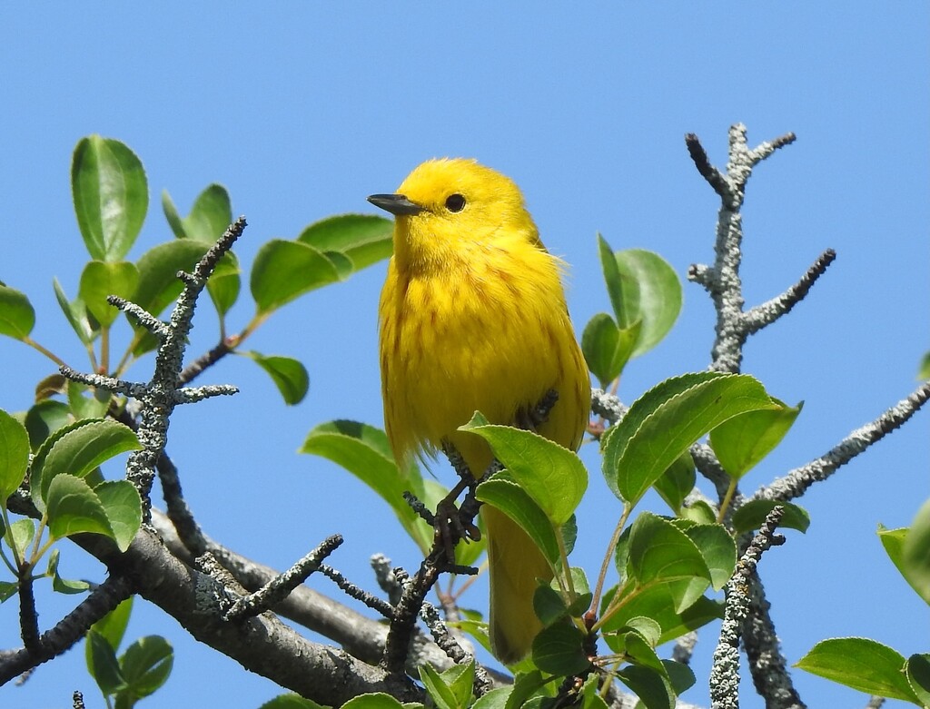 Yellow Warbler by sunnygreenwood