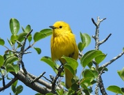 26th Jun 2024 - Yellow Warbler