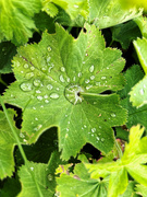 30th Jun 2024 - Water drops on a leaf……