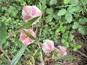 30th Jun 2024 - Fairy Lantern among the poison oak