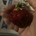 J Is for Just Look at the Size of that Strawberry!