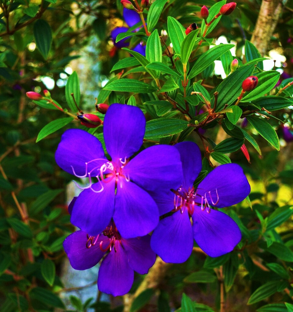 Purple Tibouchina Flowers ~ by happysnaps