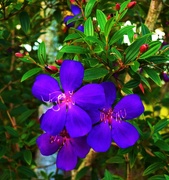 1st Jul 2024 - Purple Tibouchina Flowers ~