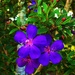 Purple Tibouchina Flowers ~