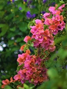 20th Jun 2024 - More Bougainvillea ~