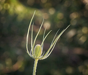 30th Jun 2024 - Dancing Teasel