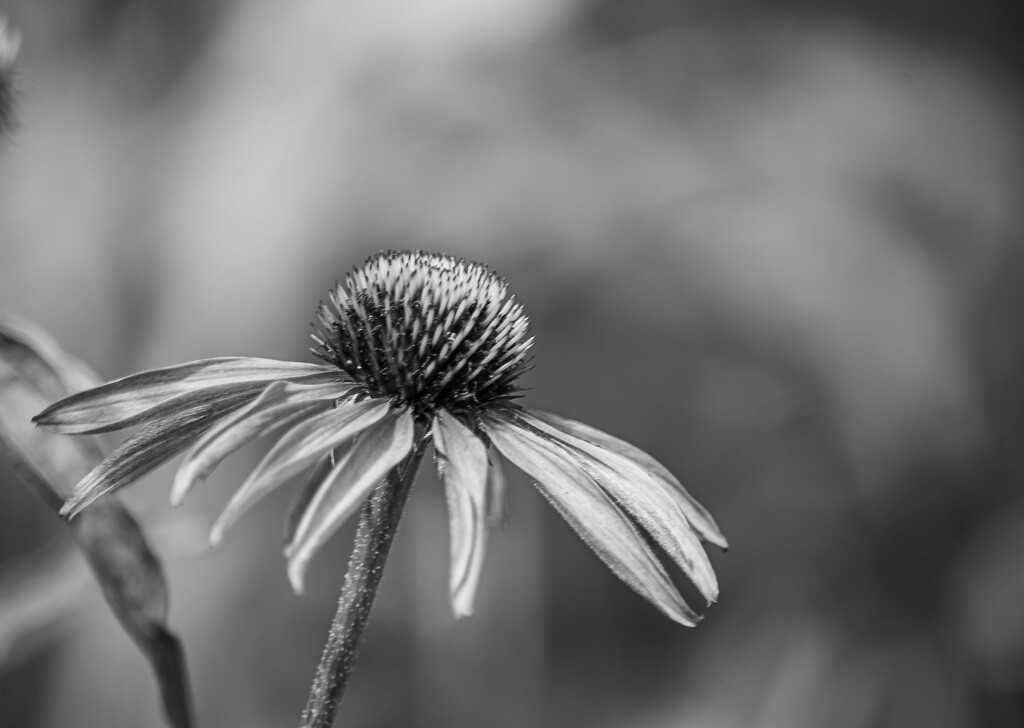 Echinacea_ by darchibald