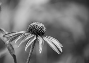 30th Jun 2024 - Echinacea_