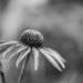 Echinacea_
