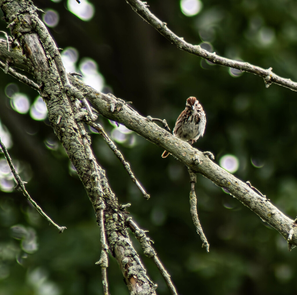 Song Sparrow by darchibald