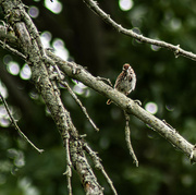 30th Jun 2024 - Song Sparrow