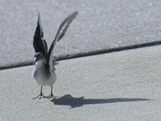 30th Jun 2024 - spotted sandpiper 