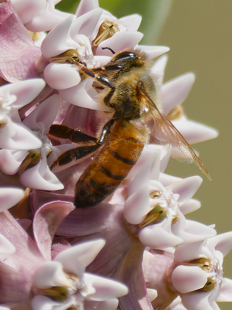 Western Honey Bee on milkweed by rminer