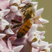 Western Honey Bee on milkweed