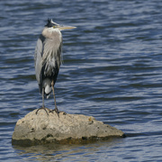 30th Jun 2024 - great blue heron