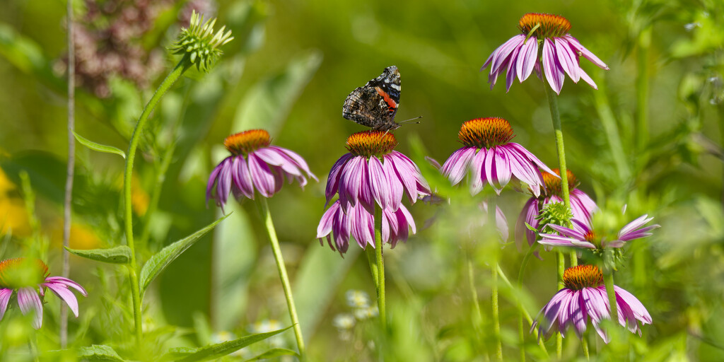 red admiral on pale purple coneflowers by rminer