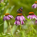 red admiral on pale purple coneflowers