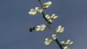 30th Jun 2024 - wild white indigo and bumble bee