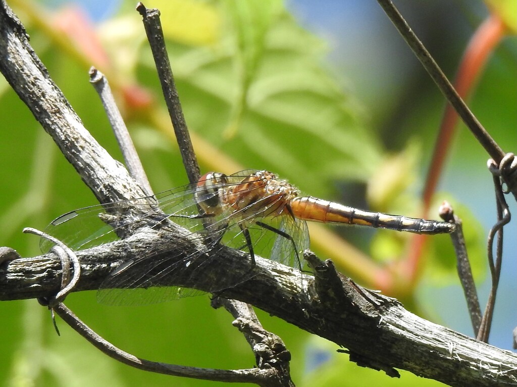 Blue Dasher by sunnygreenwood