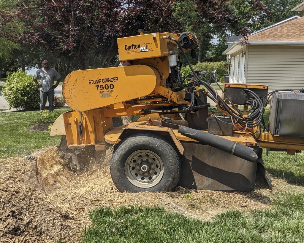 Grinding out a stump by rhoing