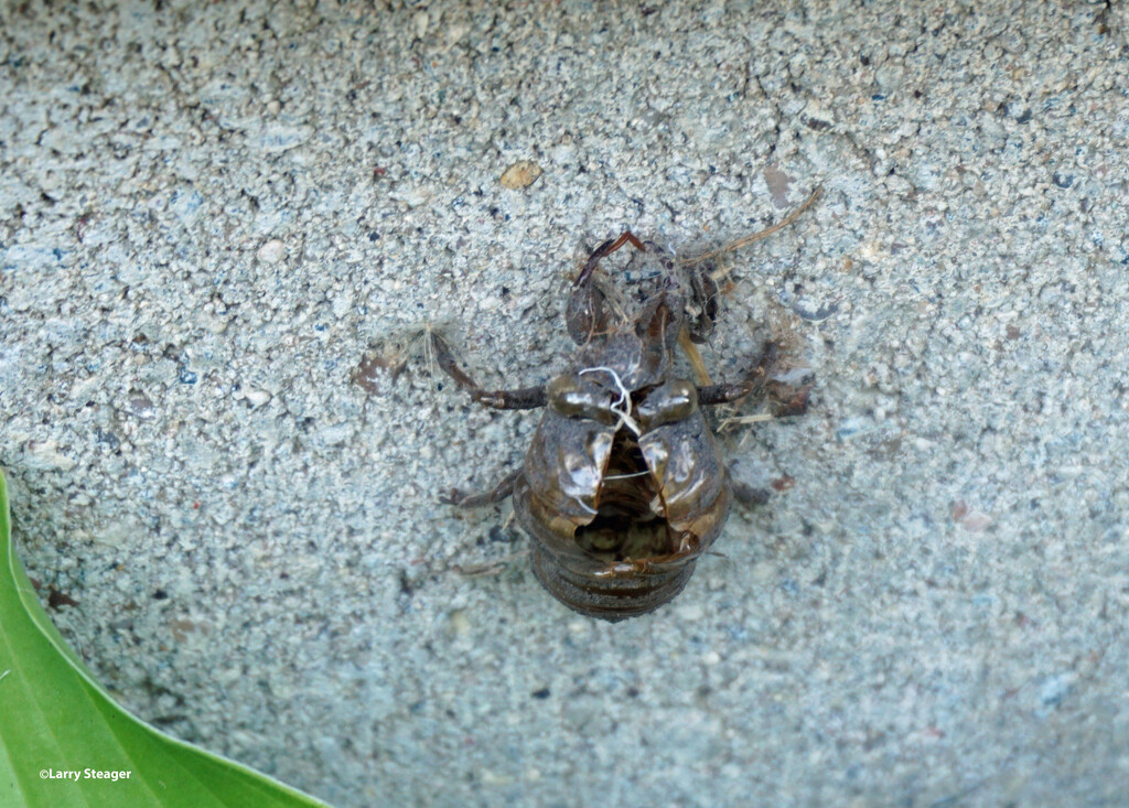 Cicada Exoskeleton by larrysphotos