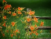 30th Jun 2024 - Roadside Lillies