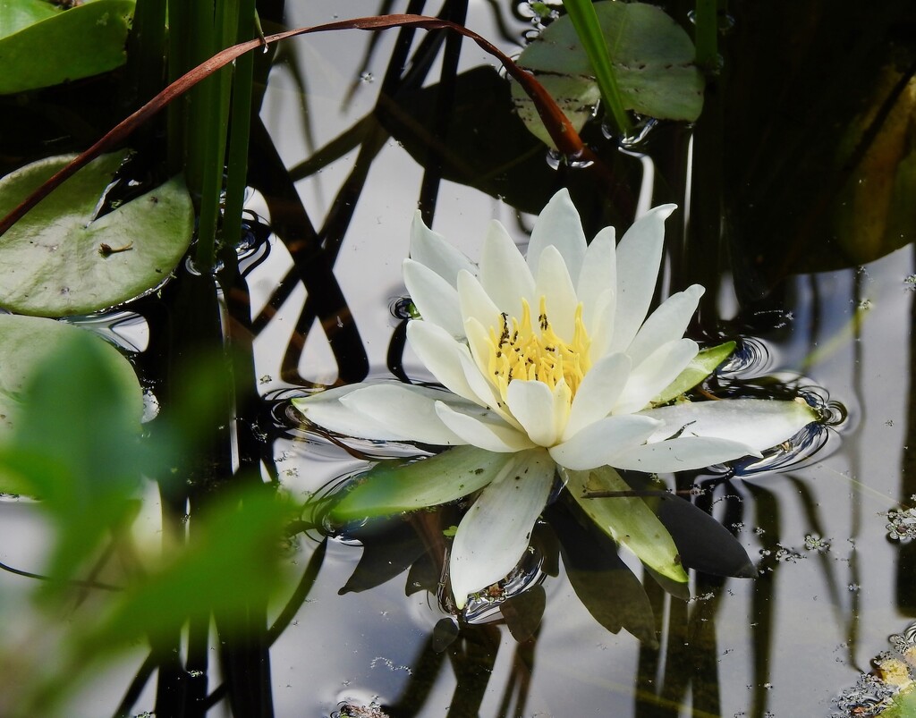 Water Lily by sunnygreenwood