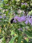 22nd Jun 2024 - Bee balm time