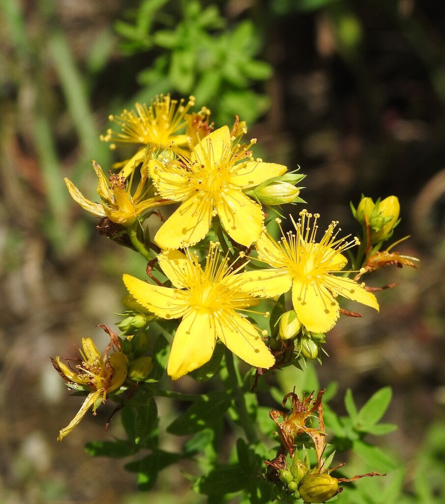 St. John's Wort by sunnygreenwood