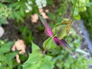 30th Jun 2024 - Bird’s eye view of bee balm