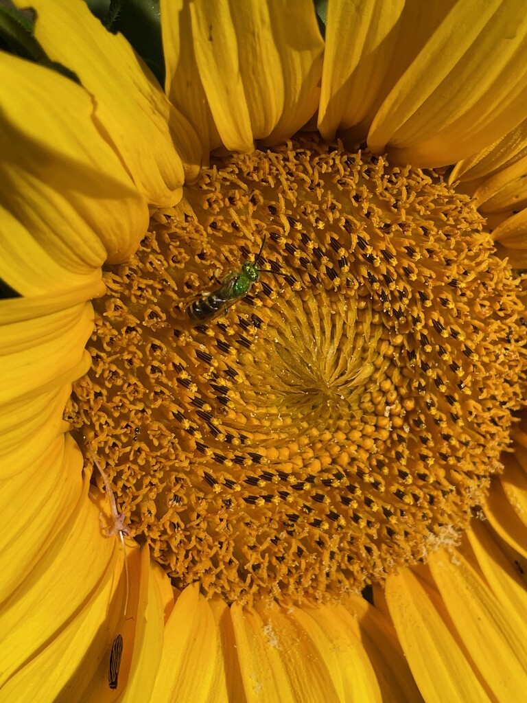 The first sunflower by margonaut