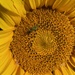 The first sunflower