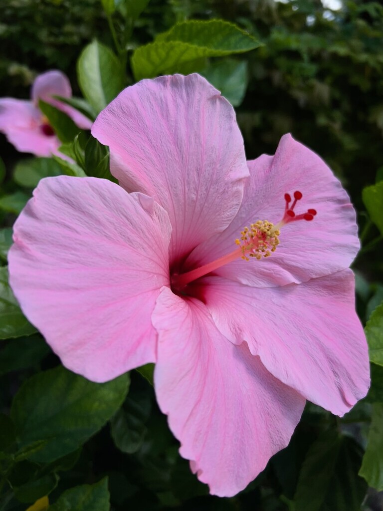 Pink Hibiscus by frodob