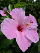 1st Jul 2024 - Pink Hibiscus