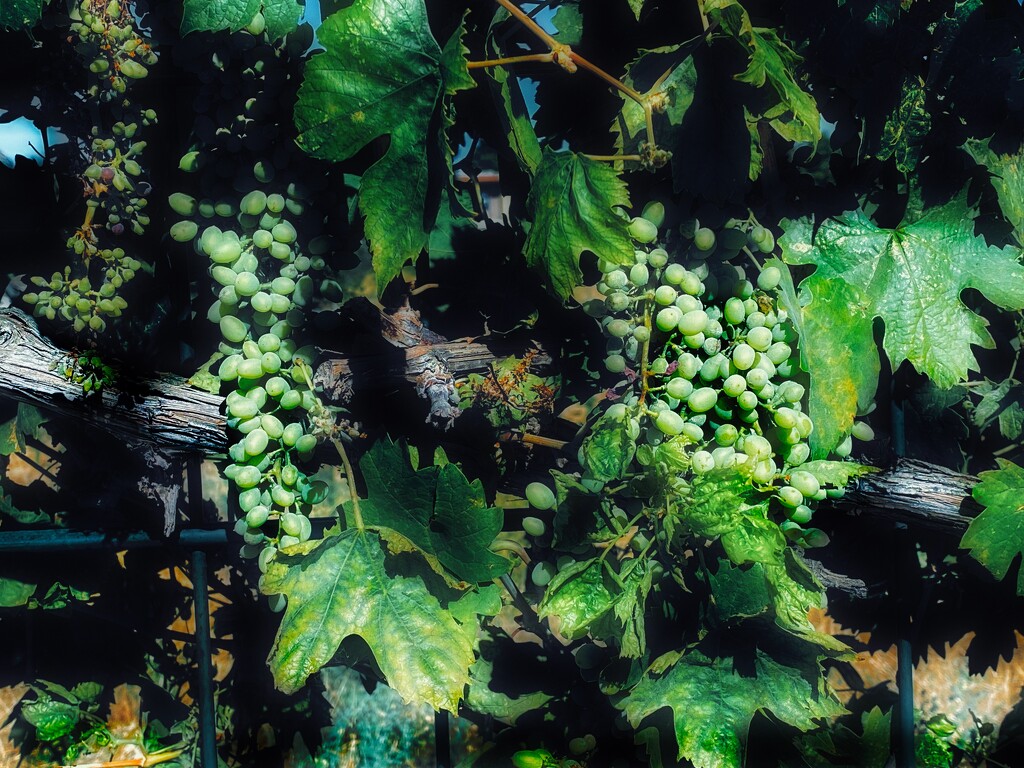 Young Grapes by joysfocus