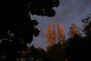 26th Jun 2024 - Evening light 