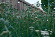 24th Jun 2024 - Yarrow 