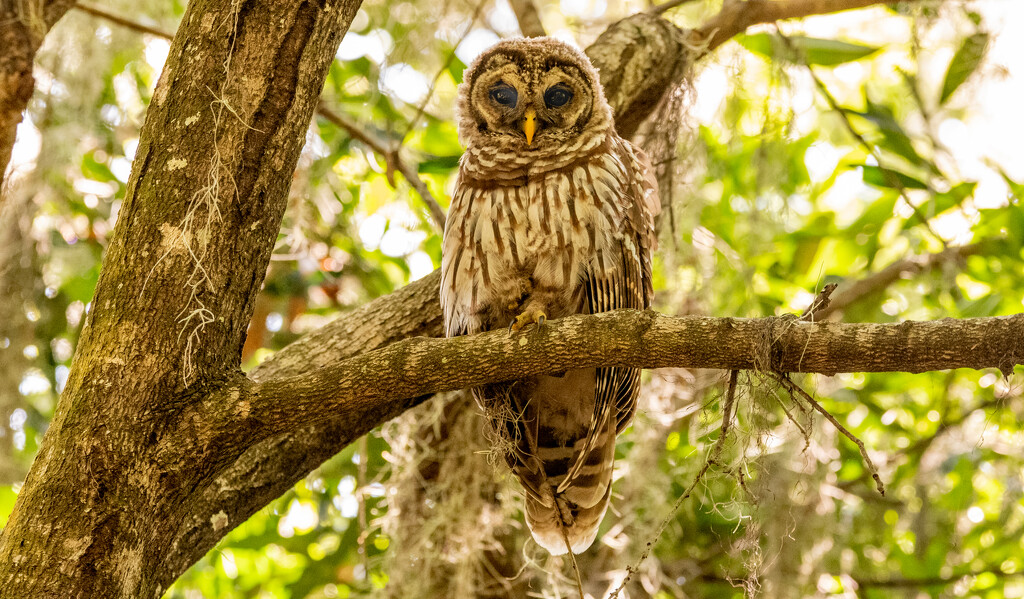 Barred Owl Baby! by rickster549