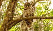 30th Jun 2024 - Barred Owl Baby!