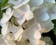 30th Jun 2024 - Close up of hydrangea.