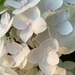 Close up of hydrangea.