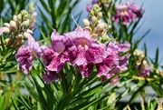 29th Jun 2024 - 6 29 Desert Willow