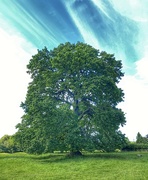 30th Jun 2024 - Under the Old Oak Tree