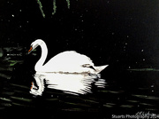 1st Jul 2024 - Swan (painting)