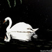 Swan (painting)