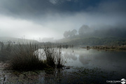 1st Jul 2024 - Mist on the Swamplands