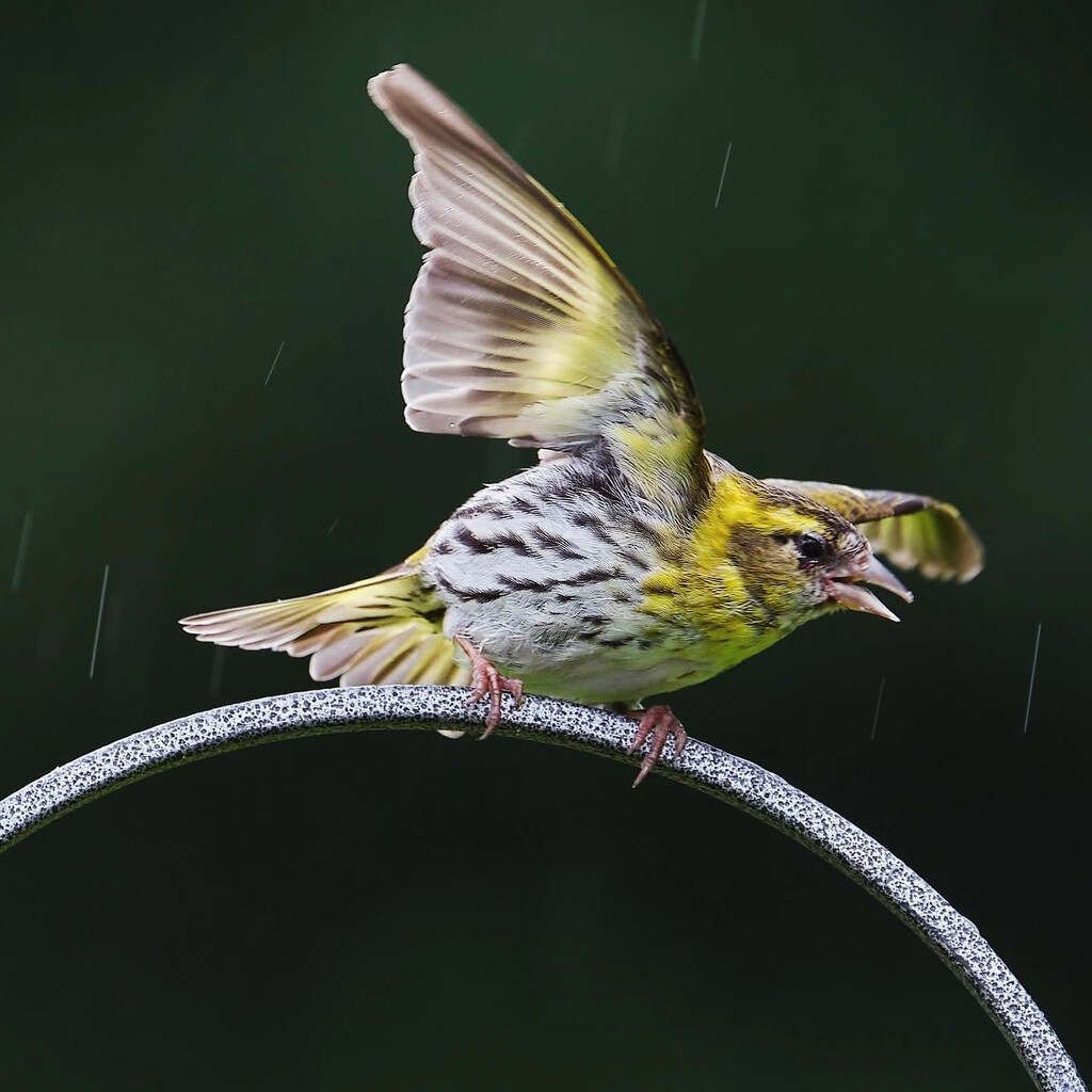 Siskin in the rain by tillytarka365