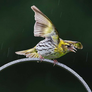 1st Jul 2024 - Siskin in the rain